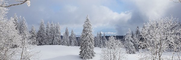Zima, Drzewa, Ośnieżone, Chmury, Krzewy