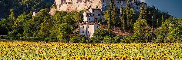 Castel San Felice, Umbria, Słoneczniki, Pole, Osada, Domy, Wzgórze, Włochy