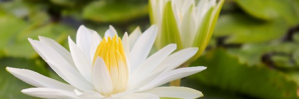Lilia wodna, Biały, Grzybień, Liście, Kwiat
