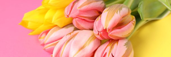 Kolorowe, Różowe, Tulipany, Tło, Żółte, Kwiaty