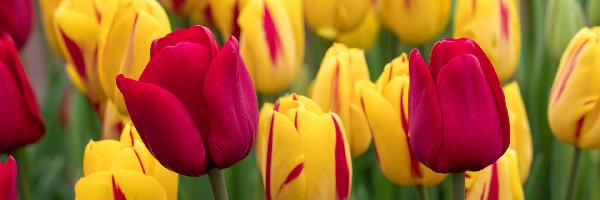 Żółte, Tulipany, Różowe, Kwiaty