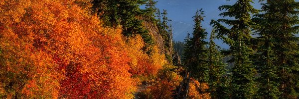 Góry, Drzewa, Jesień, Ścieżka, Roślinność