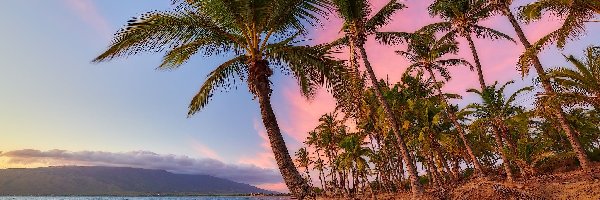 Plaża, Wybrzeże, Morze, Wyspa Maui, Hawaje, Zachód słońca, Palmy
