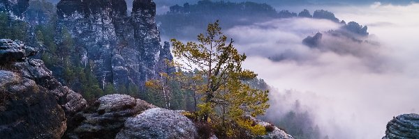 Mgła, Skały, Drzewo, Góry Połabskie, Park Narodowy Saskiej Szwajcarii, Niemcy