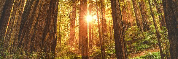 Las, Paprocie, Drzewa, Promienie słońca, Zieleń