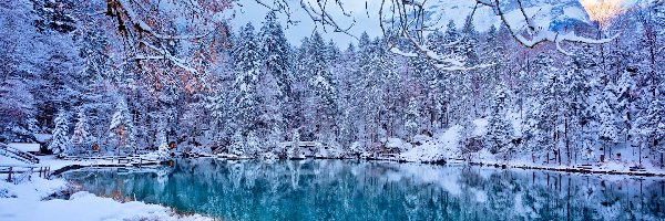 Ośnieżone, Blausee, Zima, Jezioro, Szwajcaria, Gałęzie, Drzewa