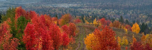 Kolorowe, Lasy, Drzewa, Jesień, Droga