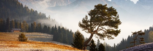 Góry, Włochy, Dolomity, Drzewa, Mgła