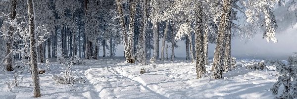 Droga, Zima, Drzewa, Ośnieżona