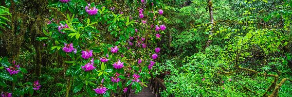 Mostek, Park Narodowy Redwood, Różanecznik, Kalifornia, Stany Zjednoczone, Krzewy, Kwiaty