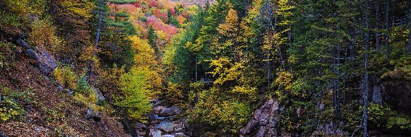 Las, Pemigewasset River, Stany Zjednoczone, Stan New Hampshire, Skały, Drzewa, Jesień, Rzeka