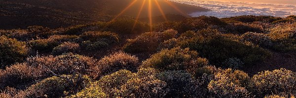 Góra Teide, Wschód słońca, Góry, Roślinność, Teneryfa, Hiszpania