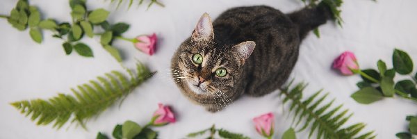 Róże, Paprocie, Liście, Kot