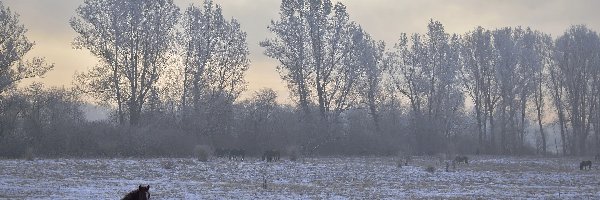 Mgła, Pastwisko, Konie, Drzewa, Łąka, Zima