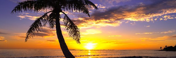 Chmury, Wyspa Oahu, Morze, Hawaje, Stany Zjednoczone, Zachód słońca, Palma