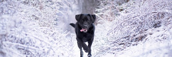 Ośnieżone, Pies, Labrador retriever, Gałęzie, Czarny, Zima