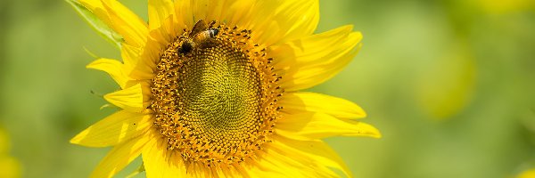 Pszczoła, Słonecznik, Kwitnący