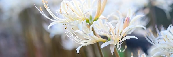 Białe, Lilie pajęcze, Kwiaty
