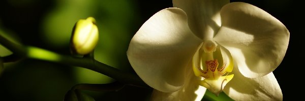 Biały, Storczyk, Kwiat, Pąk, Orchidea