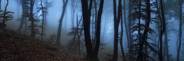 Mgła, Drzewa, Liście, Las
