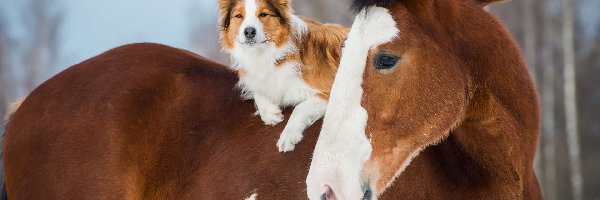 Border collie, Pies, Koń