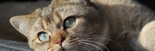 Kot brytyjski krótkowłosy, Puszyste, Futro, Oczy, Wąsy