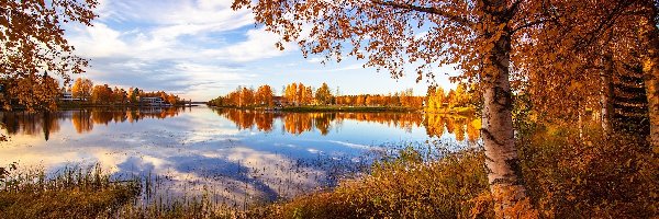 Jezioro, Drzewa, Jesień, Trawa, Brzoza
