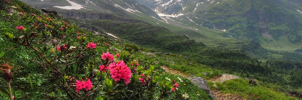 Rododendron, Trawa, Kwiaty, Dolina, Ścieżka, Góry