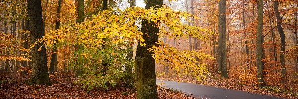 Jesień, Pożółkłe, Droga, Liście, Drzewa, Las