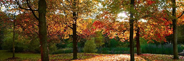 Jesień, Pożółkłe, Park, Liście, Drzewa
