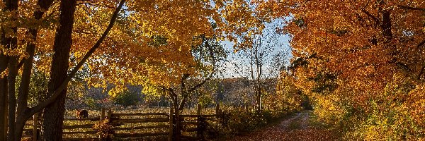 Drzewa, Droga, Kanada, Ontario, Żółte, Ogrodzenie, Bronte Creek Provincial Park, Jesień