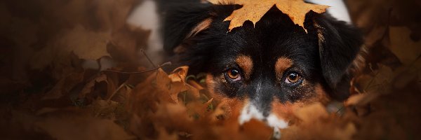Owczarek australijski, Jesień, Liście, Pies