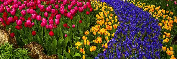 Kwiaty, Szafirki, Tulipany, Ogród