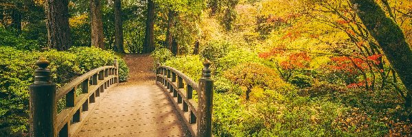 Zieleń, Ogród japoński, Park, Drzewa, Jesień, Stany Zjednoczone, Portland, Most, Oregon