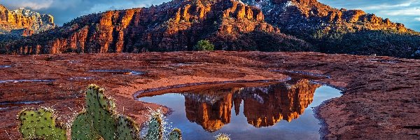 Cathedral Rock, Kaktusy, Góra, Skały, Czerwone, Stany Zjednoczone, Arizona, Kałuża, Sedona
