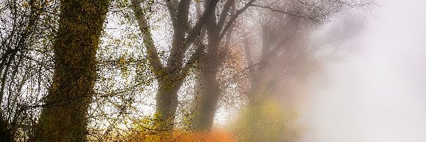 Jesień, Drzewa, Mgła, Jezioro, Trawy