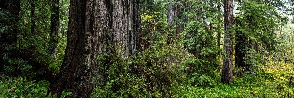 Paprocie, Park Narodowy Redwood, Sekwoje, Człowiek, Kalifornia, Stany Zjednoczone