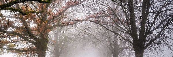 Jesień, Szpalery, Droga, Mgła, Drzewa