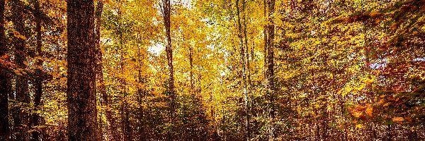 Jesień, Rozświetlone, Las, Ścieżka, Drzewa