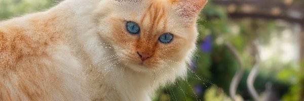 Niebieskooki, Zbliżenie, Kot, Rudawy