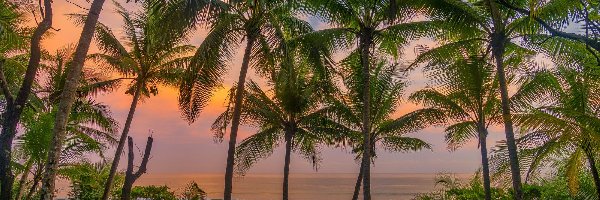 Kostaryka, Wieczór, Zachód słońca, Palmy, Morze, Półwysep Osa, Park Narodowy Corcovado