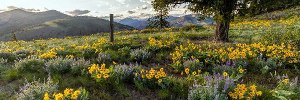 Balsamorhiza, Kwiaty, Góry Kaskadowe, Columbia River Gorge, Rezerwat przyrody, Stany Zjednoczone, Stan Oregon, Łąka, Drzewo