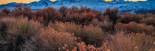 Rośliny, Jesień, Stany Zjednoczone, Kalifornia, Krzewy, Dolina Owens Valley, Region Eastern Sierra, Góry