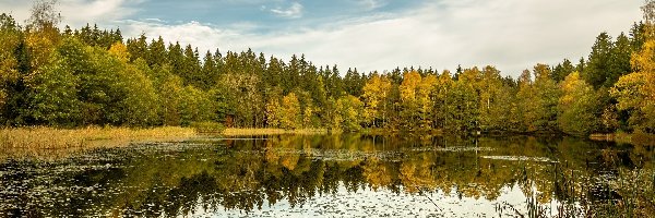 Jesień, Żółte, Jezioro, Trawa, Drzewa