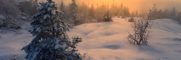 Zachód słońca, Zima, Śnieg, Trondheim, Norwegia, Krzewy, Drzewa