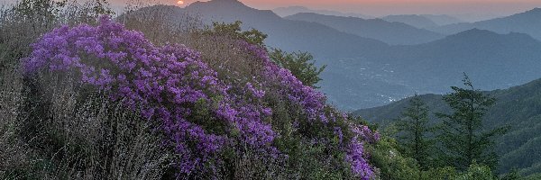 Korea Południowa, Wschód słońca, Kwiaty, Góra Baraebong, Góry, Drzewa, Różaneczniki