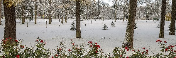 Park, Drzewa, Śnieg, Zima, Róże, Zima