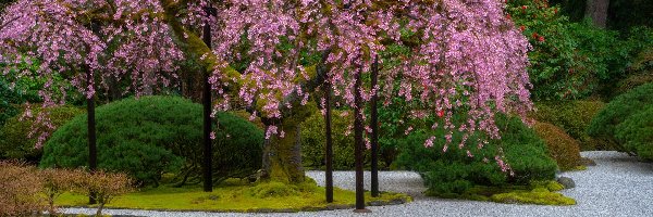 Ogród japoński, Oregon, Wiosna, Roślinność, Portland, Kwitnące, Drzewa, Stany Zjednoczone