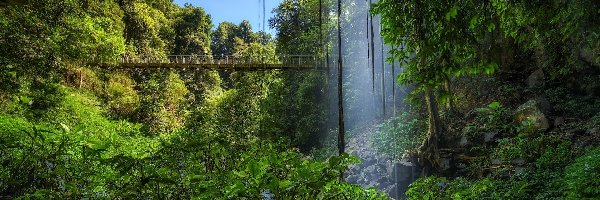 Las deszczowy, Nowa Południowa Walia, Most, Crystal Fall, Drzewa, Park Narodowy Dorrigo, Wodospad, Australia