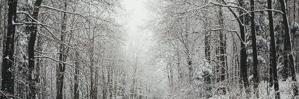 Śnieg, Las, Drzewa, Mgła, Droga, Zima
